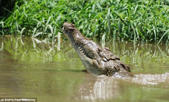 Запоминающееся фото крокодила для туристов