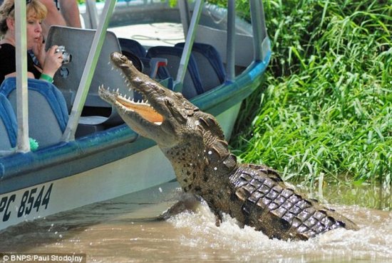 Запоминающееся фото крокодила для туристов