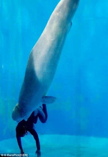 Дельфин Белуха спас 26-летнюю дайвершу
