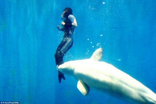 Дельфин Белуха спас 26-летнюю дайвершу