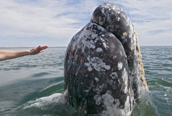 Добродушные великаны – фотографии китов
