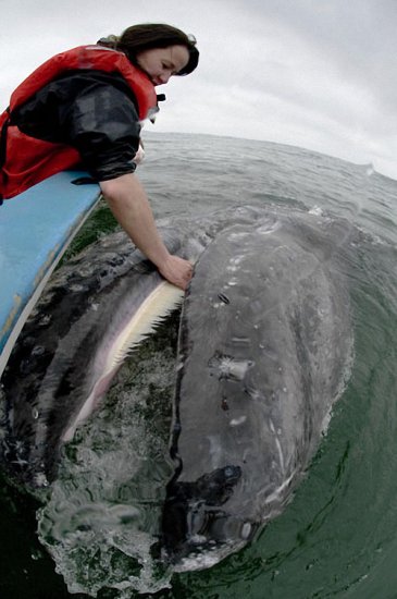 Добродушные великаны – фотографии китов