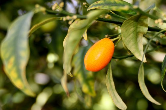 Экзотические фрукты: вкусная экскурсия в тропики