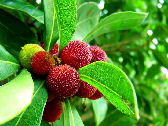 Экзотические фрукты: вкусная экскурсия в тропики