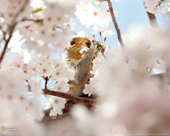Фото цветущей сакуры