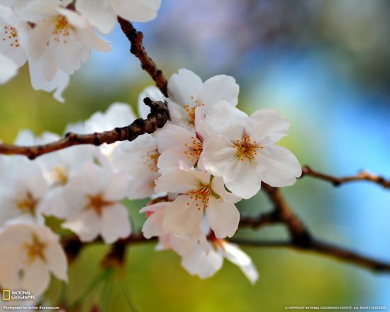 Фото цветущей сакуры