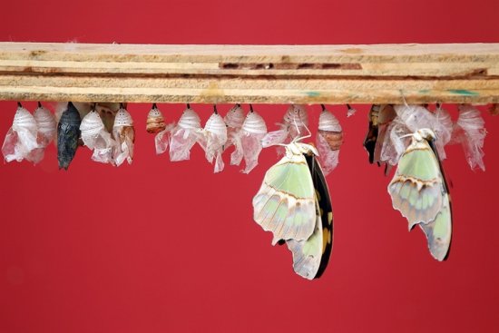 Фотографии бабочек с лондонской выставки