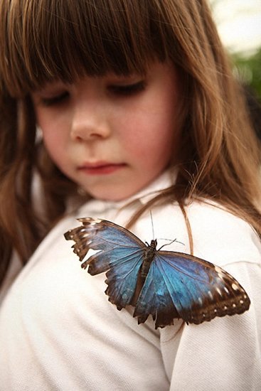 Фотографии бабочек с лондонской выставки