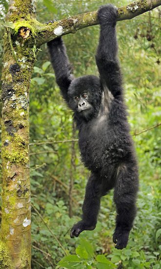 Фотографии из жизни горилл