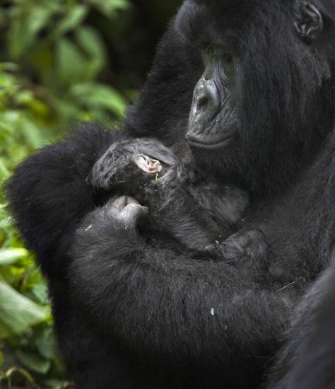 Фотографии из жизни горилл