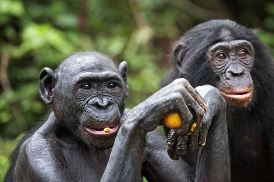 Фотографии шимпанзе бонобо из заповедника «Lola ya Bonobo»