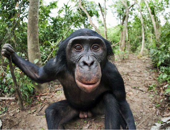 Фотографии шимпанзе бонобо из заповедника «Lola ya Bonobo»