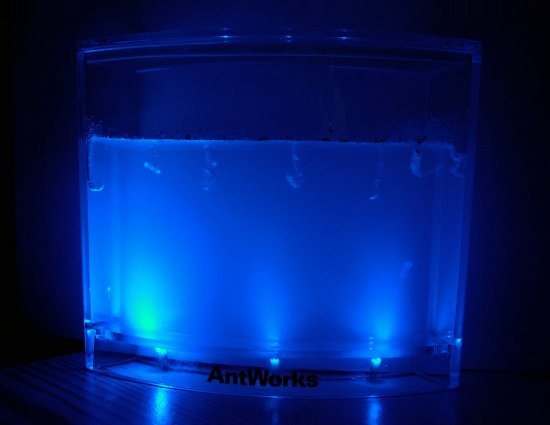 Муравьиная ферма AntWorks с подсветкой