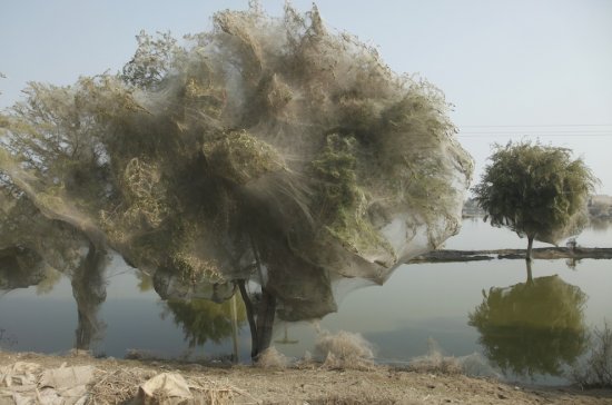 Пакистанские пауки спасаются на деревьях