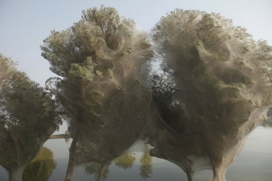 Пакистанские пауки спасаются на деревьях