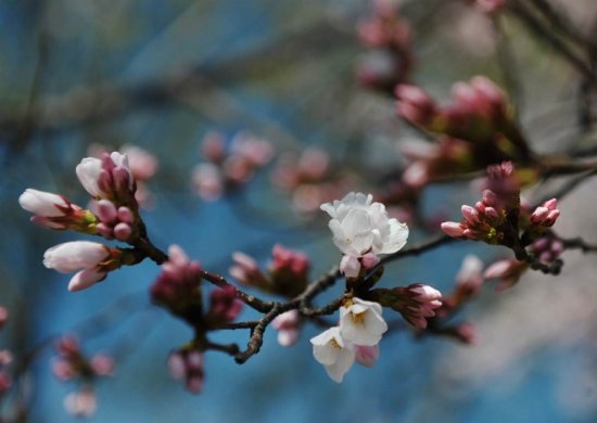 Цветение деревьев сакуры в Вашингтоне