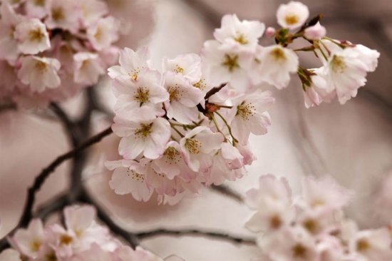Цветение деревьев сакуры в Вашингтоне