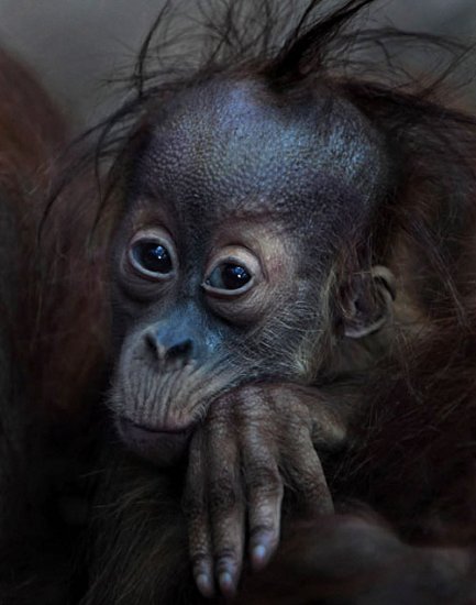 Фотографии человекообразных обезьян из зоопарка Франкфурта