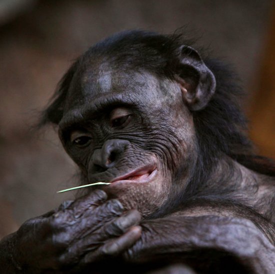 Фотографии человекообразных обезьян из зоопарка Франкфурта