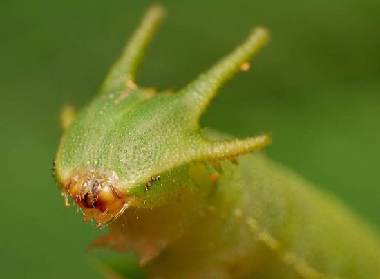 Фотографии насекомых в макросъемке