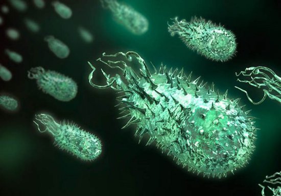 Бактерии под микроскопом