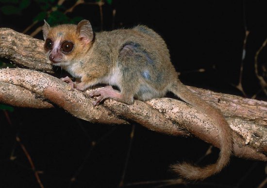 Экзотические животные Мадагаскара
