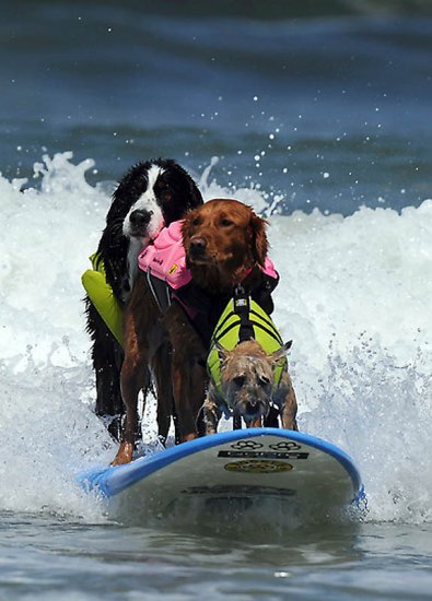Серфинг для собак