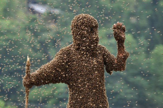 Пчеловод удержал на себе рой пчёл весом в 26 килограмм