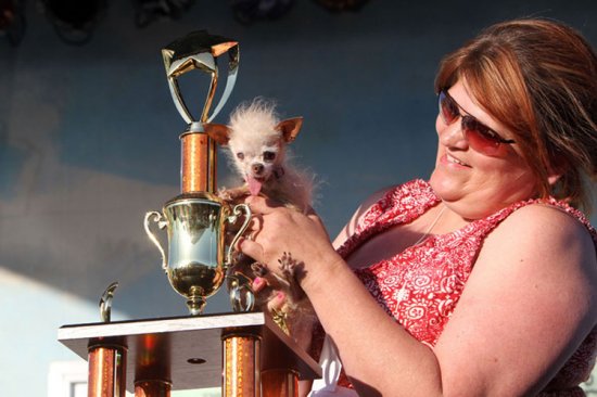 Собачка Йода победительница конкурса самых уродливых собак