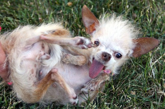 Собачка Йода победительница конкурса самых уродливых собак