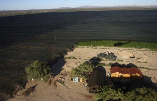 В Мексике обнаружено поле конопли площадью 120 гектаров