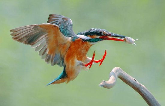Красивые фотографии птиц из Тайваня от John&Fish