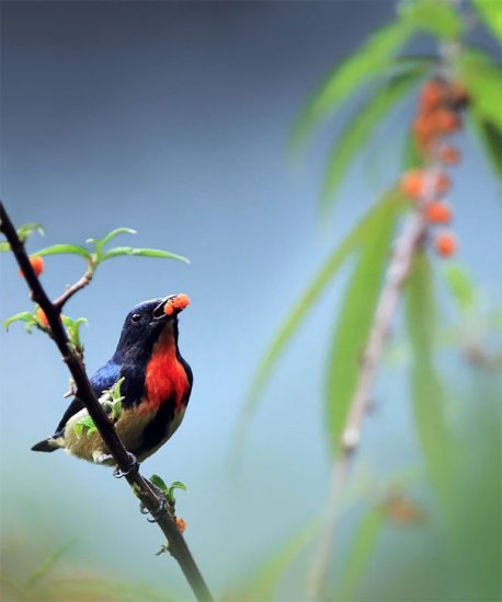 Красивые фотографии птиц из Тайваня от John&Fish