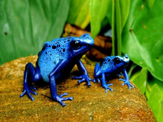 Різнобарвні отруйні жаби Древолази