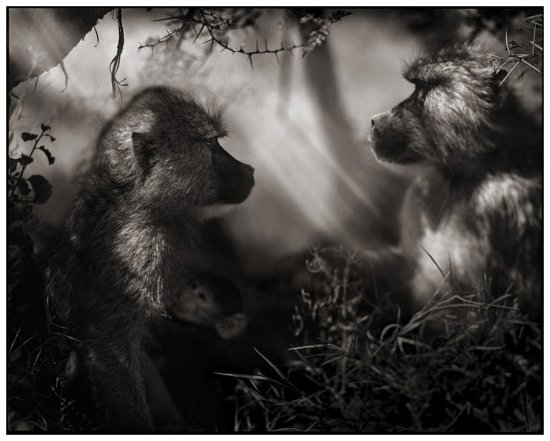 Чёрно-белые фотографии диких животных из Африки