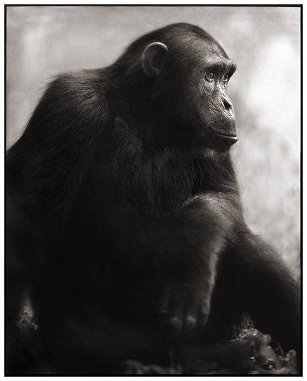 Чорно-білі фотографії диких тварин з Африки