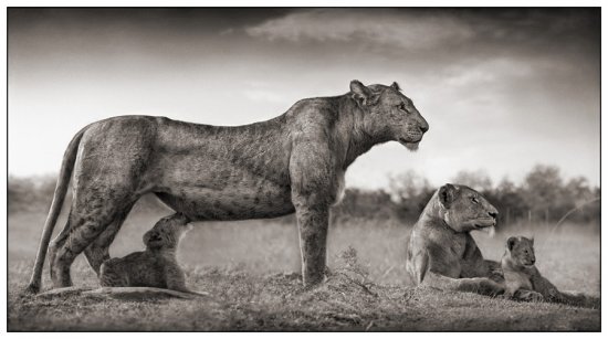Чорно-білі фотографії диких тварин з Африки