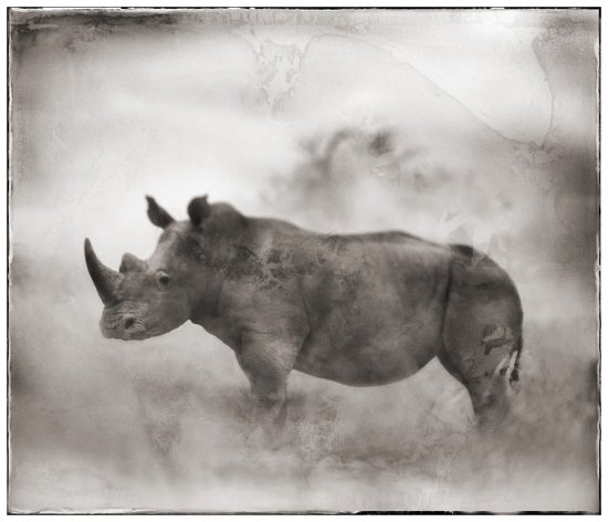 Чёрно-белые фотографии диких животных из Африки