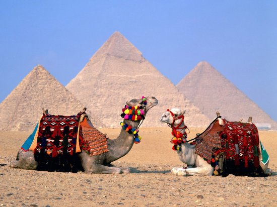 Верблюды на фоне пирамид