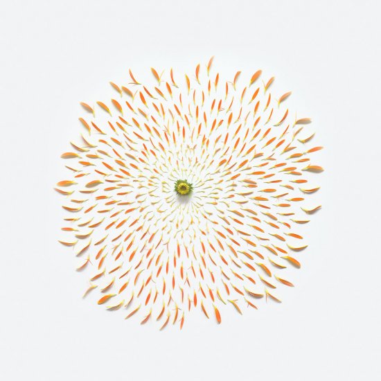 Искусство из разорванных цветов от Fong Qi Wei