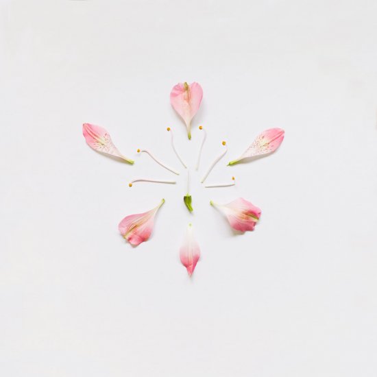 Мистецтво з розірваних квітів від Fong Qi Wei