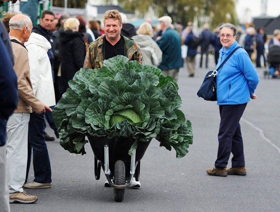 Величезні овочі які побили світові рекорди