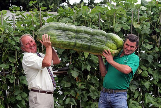 Огромные овощи побившие мировые рекорды