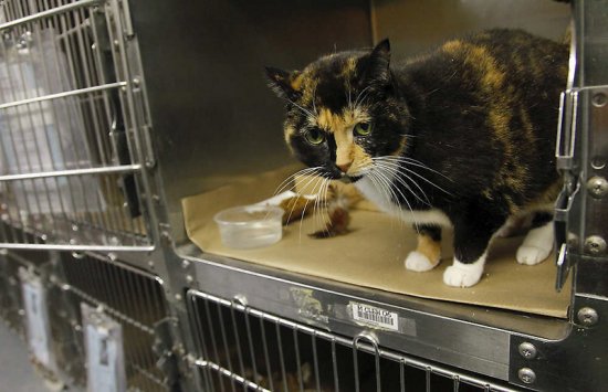 Потерявшуюся кошку через 5 лет нашли за 2,6 тысяч километров от дома