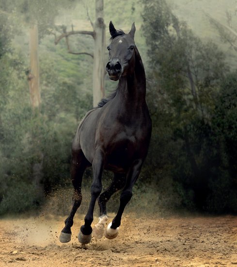 Красота арабских лошадей от Wojtek Kwiatkowski