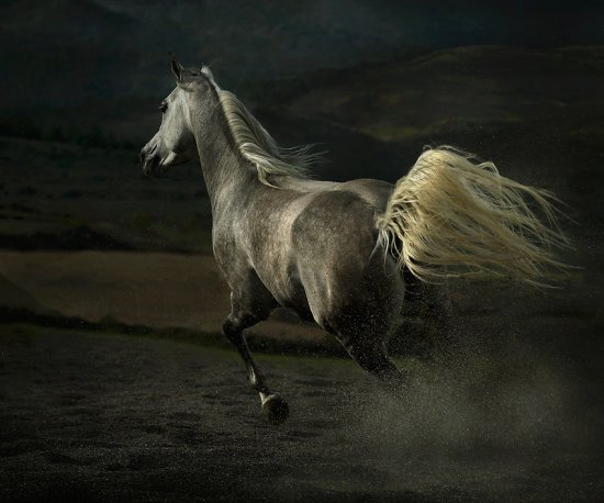 Красота арабских лошадей от Wojtek Kwiatkowski