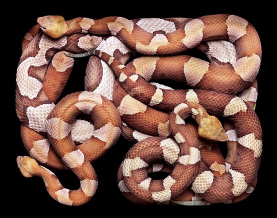 Клубки разных змей от фотографа Guido Mocafico