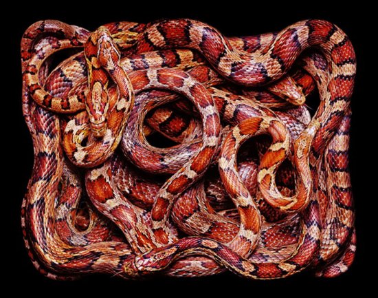 Клубки різних змій від фотографа Guido Mocafico