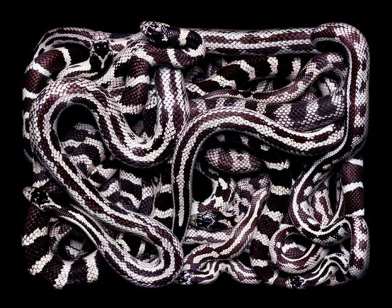 Клубки разных змей от фотографа Guido Mocafico