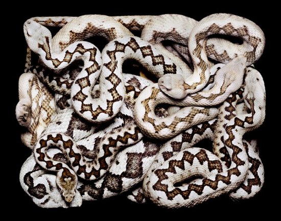 Клубки різних змій від фотографа Guido Mocafico